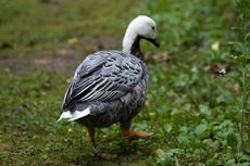 Kaisergans (1 von 8).jpg